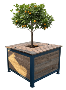arbroribac arbre rond détouré