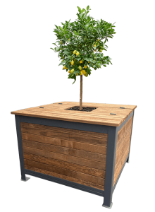 Composteur à planter ArboriBac surmonté d'un citronnier couvert de fruits.